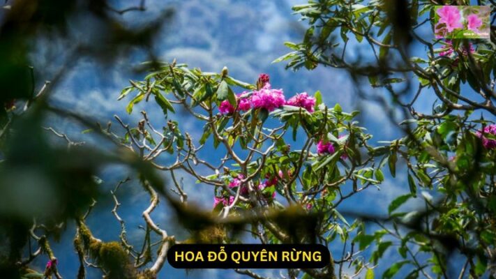 Hoa Đỗ Quyên Rừng: Vẻ Đẹp Hoang Sơ Của Thiên Nhiên